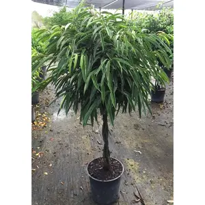 Ficus Alii Braid Tree - Live Plant in a 10 Inch Pot - Ficus Binnendiijkii 'Alii' - Large Ornamental Interior Tree