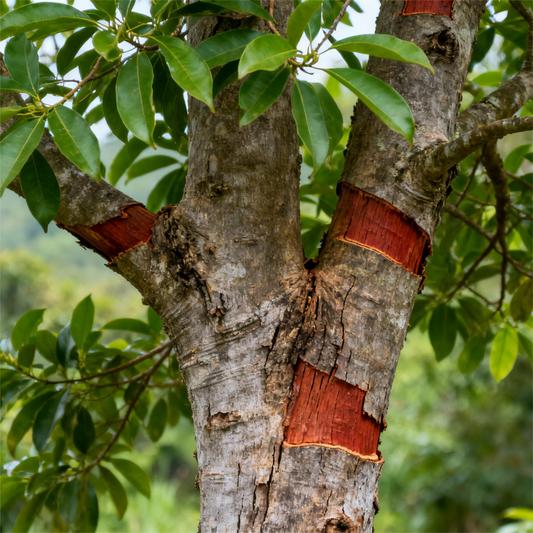 Premium Turmeric Ginger Cinnamon Tea 60/120 Bags 100% Natural Anti-Inflammatory Eco-Friendly No Sugar Caffeine Gluten Vegan Loose Leaf Tea antiinflamma tea, looseleaf tea Beverageanti in flama tea ginger caffeine free Vegan Premium Turmeric Ginger Cinnamon Tea 60/120 Bags 100% Natural Anti-Inflammatory Eco-Friendly No Sugar Caffeine Gluten Vegan Loose Leaf Tea antiinflamma tea, looseleaf tea Beverageanti in flama tea ginger caffeine free Vegan