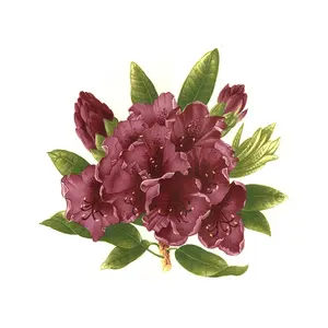 Maroon Rhododendron Overglaze Ceramic Decals