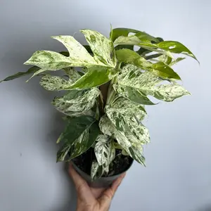 Epipremnum Pinatum Marble flame Totem pole  - Rare Collector's Plant with Unique Marbled Pattern, Low-Maintenance Care & Indoor Decor - Decorative