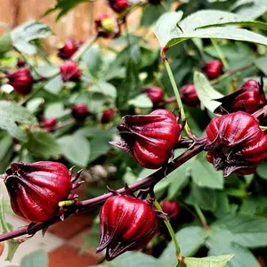 50 seeds Exquisite Roselle Hibiscus Seeds, Premium Seeds, Tropical Plant Seeds, Roselle Seeds, Flowers Tea, Roselle Tea, Hibiscus Sabdariffa, Sorrel