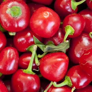 Heirloom Red Cherry Hots Pepper - Organic and Regenerative Gardening Seeds