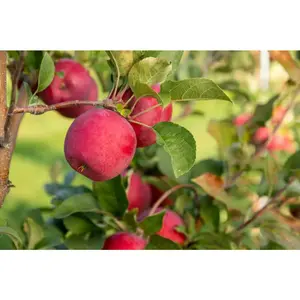 Firestorm Apple Tree with All the Flavor of Honeycrisp with Striking Red Skin-3 Ft. Nocturnal Gardens