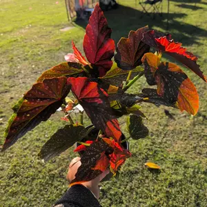 6” Angel Wing Begonia - Harmony’s Tinkerbell