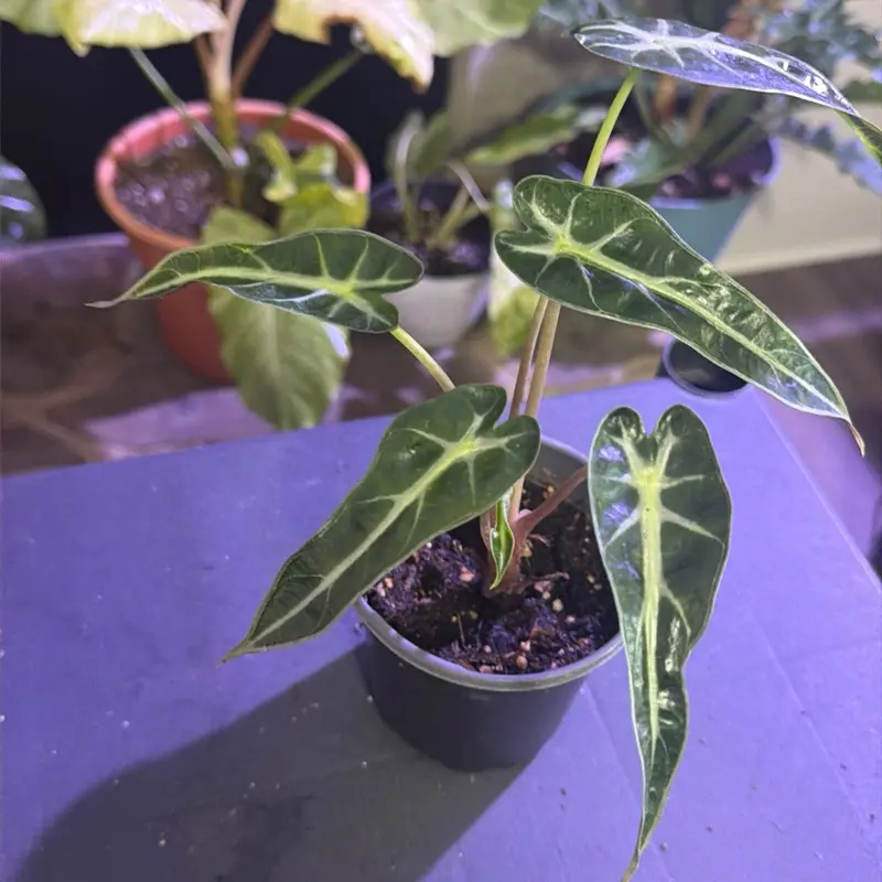 Alocasia bambino