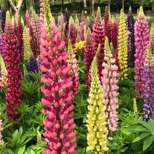 120 Lupine Seeds – Bright, Long-Lasting Blooms for Borders, Pots, and Garden Beds