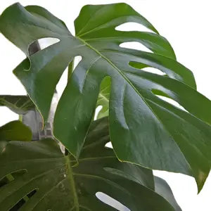 Monstera Deliciosa