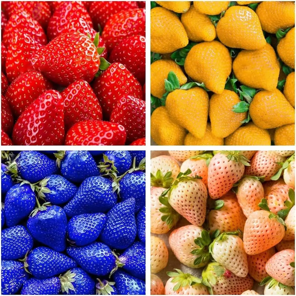 800 Mixed Strawberry Seeds - Yellow Blue White Red - Non-GMO Heirloom Perennial for Indoor Outdoor Gardens Pots Flower Beds Sweet Juicy Berries