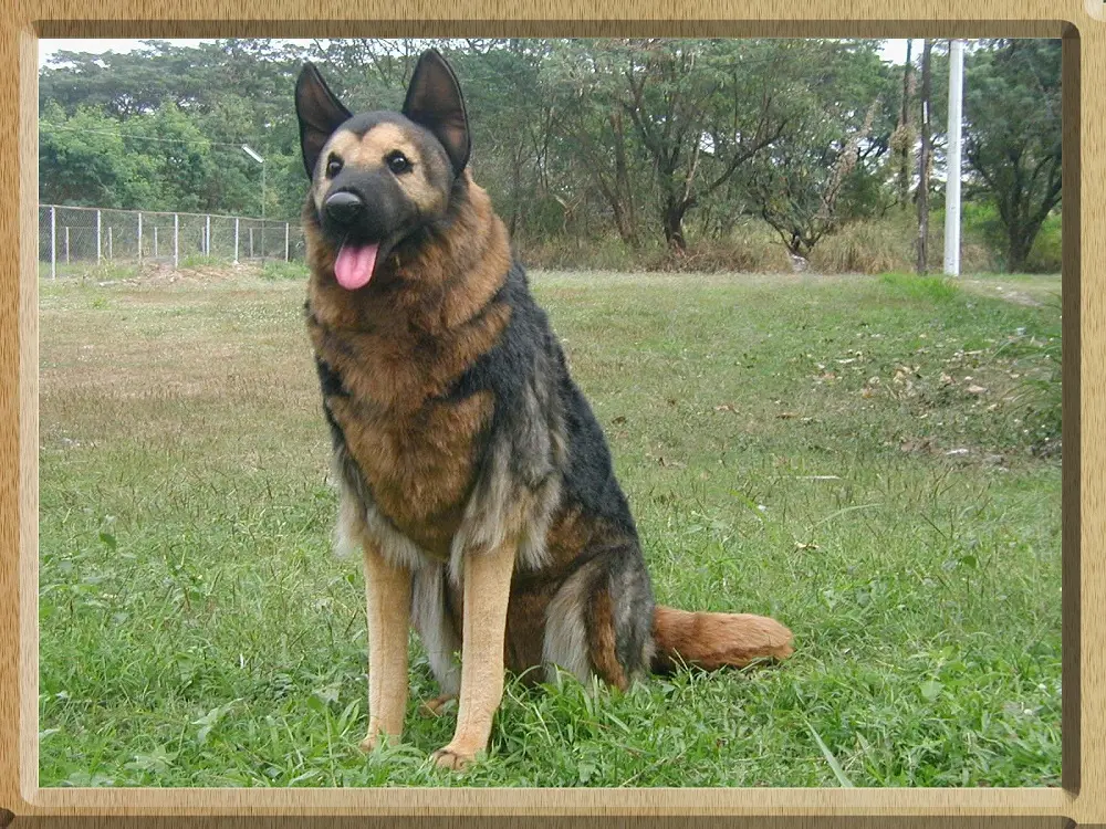 Hansa 3791 Realestichnost Toy, German Shepherd Seated - 34 in.