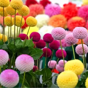 Snowball Mums 350 Seeds Chrysanthemum Aster Pompon Ping-Pong Ball-Shaped Blooms Mix Colors Heirloom Rare Breeds