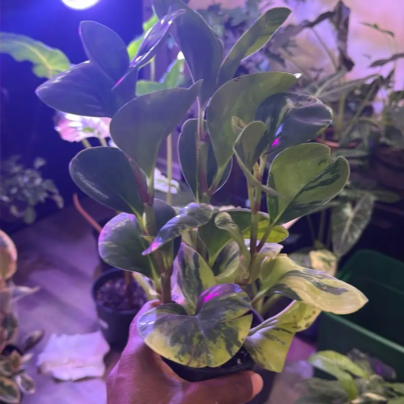 Peperomia obtusifolia 'Marble'