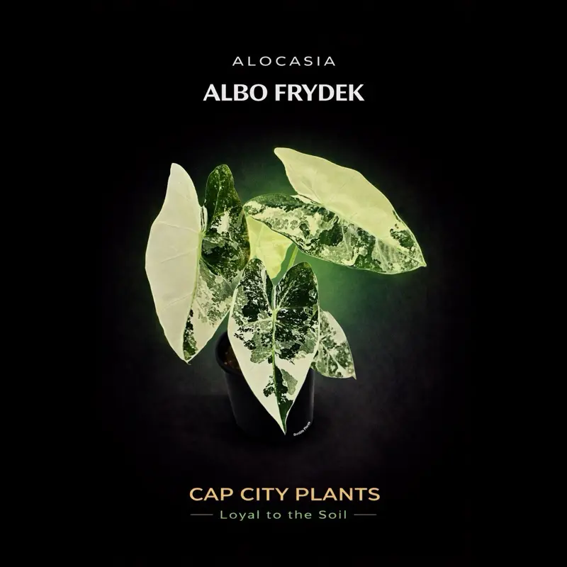 Alocasia Frydek Albo Tissue Culture