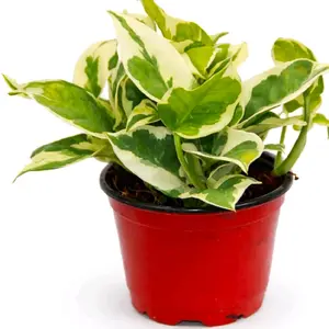 Pearls And Jade Pothos