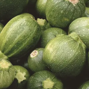 Heirloom Round Zucchini Summer Squash Seeds - Organic and Regenerative Gardening Seeds