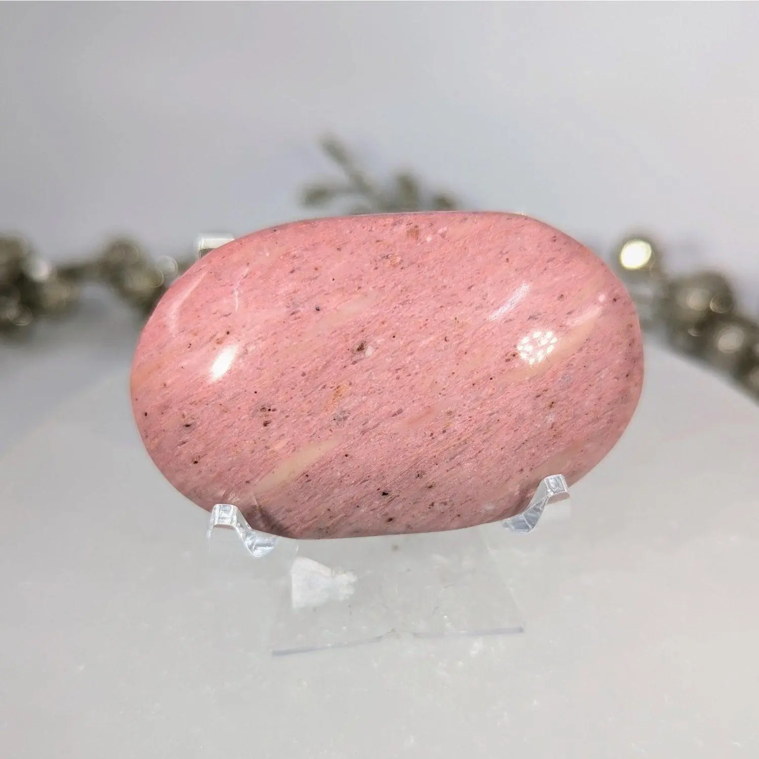 Petrified Wood Palm Stone - Fossilized Wood