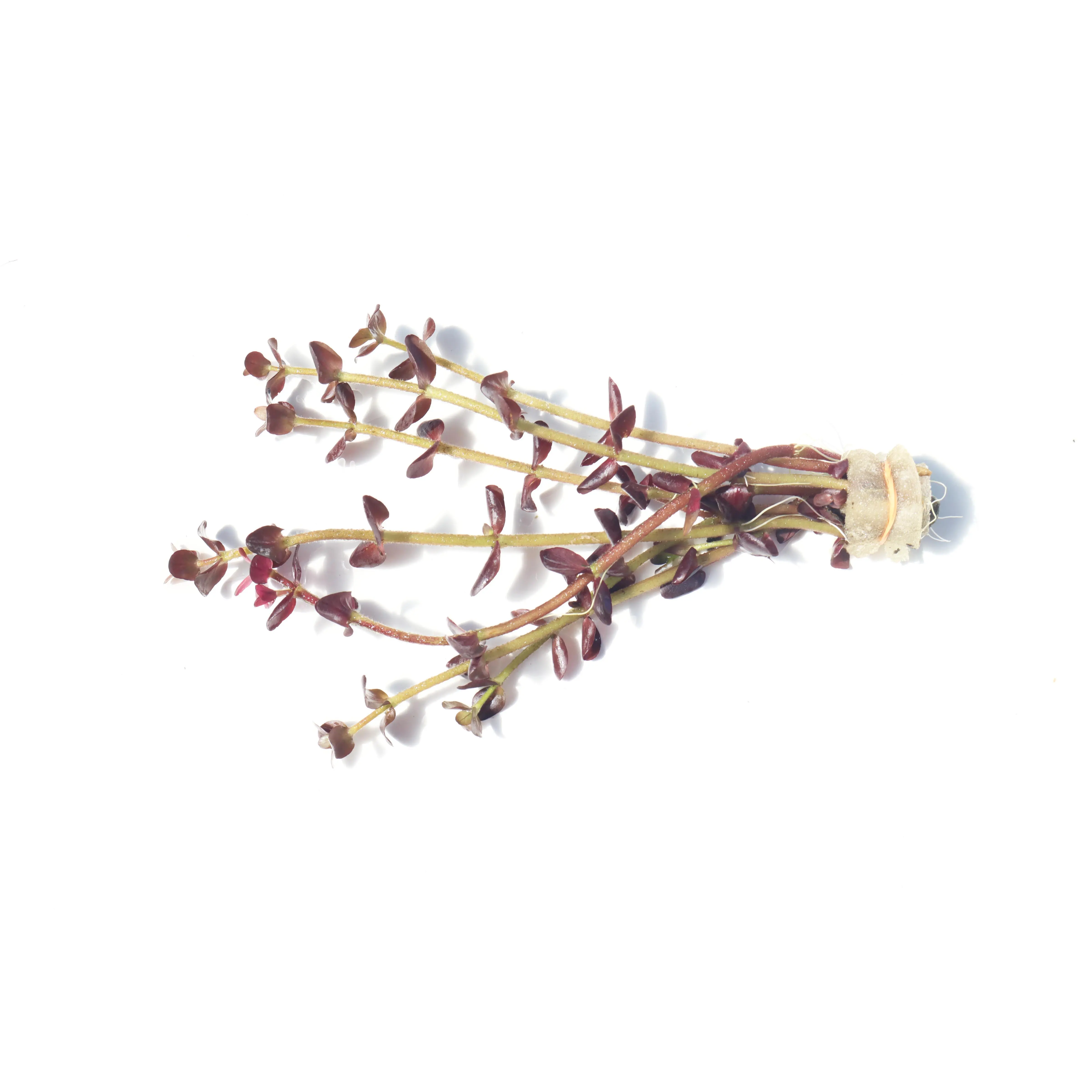 Bacopa Salzmannii Purple