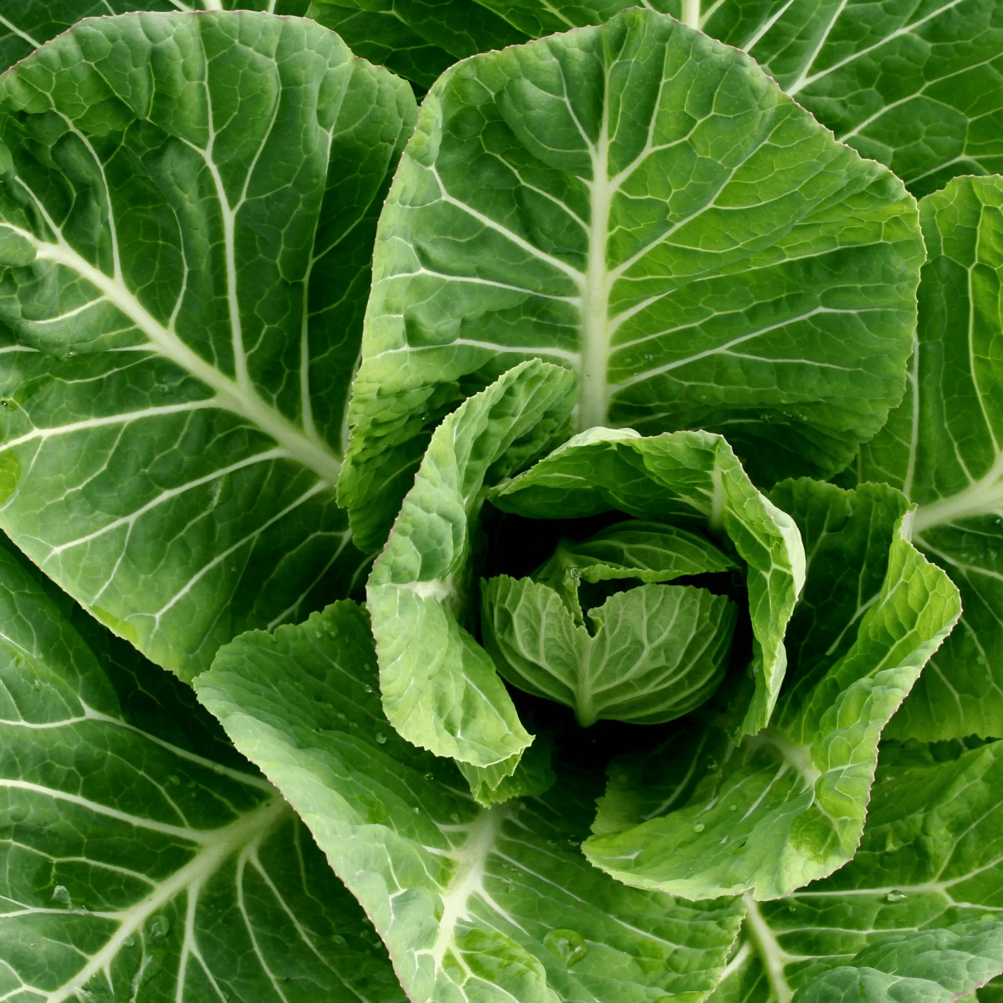 50 Collard Green Seeds for Planting – Grow Healthy, Leafy Greens at Home, Perfect for Cooking, Soups, and Garden Projects. Ideal for Home Gardeners and Fresh, Nutritious Produce.