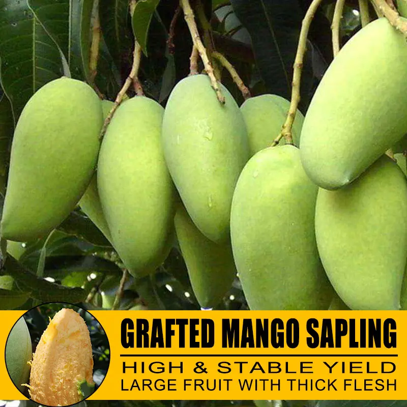 Mango tree bare root seedlings