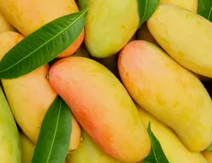 3 Pcs Pink Mango Seeds - Sweet Juicy Fruit Tasty Organic Tropical Fruit by PeavyTailor