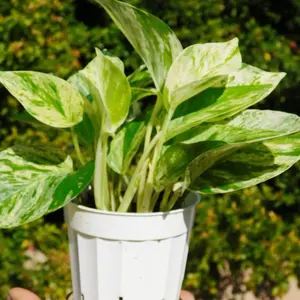 Snow Queen Pothos | Indoor Tropical Houseplants | Rare Plant