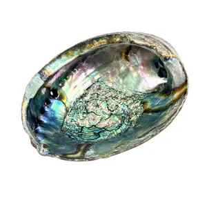 Abalone Shell