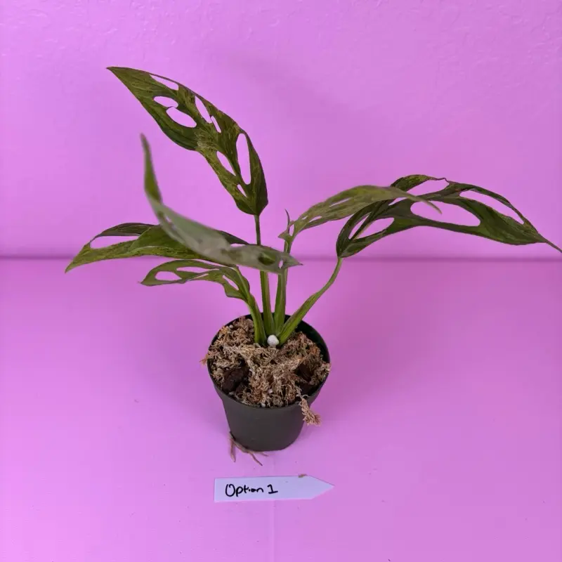 Monstera Adansonii Indonesia Mint | Mint Variegated Monstera | Rare Plant -  TikTok Shop
