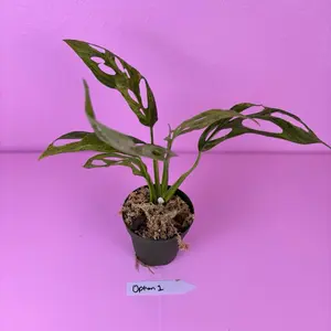 Monstera Adansonii Indonesia Mint | Mint Variegated Monstera | Rare Plant