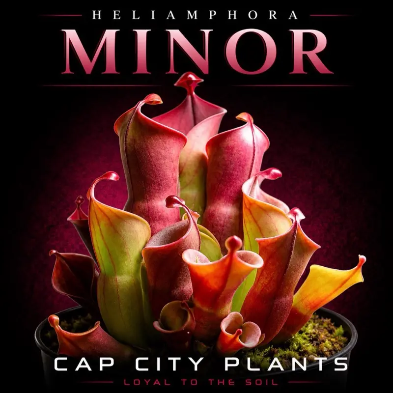 Heliamphora Minor Pitcher Plant Tissue Culture