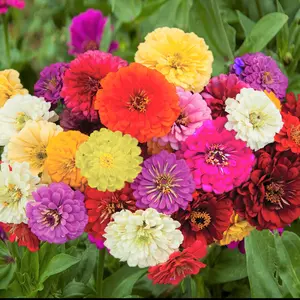 TomorrowSeeds - Dahlia Flowered Mix Zinnia Seeds -  Zinnia Elegans Dahlias Cut & Come Again Rainbow Giants Blooms Flower Seed For 2024 Season