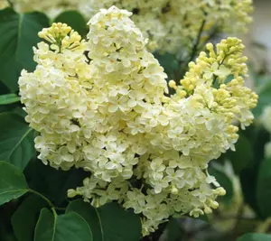 Primrose Yellow French Lilac ( syringa )