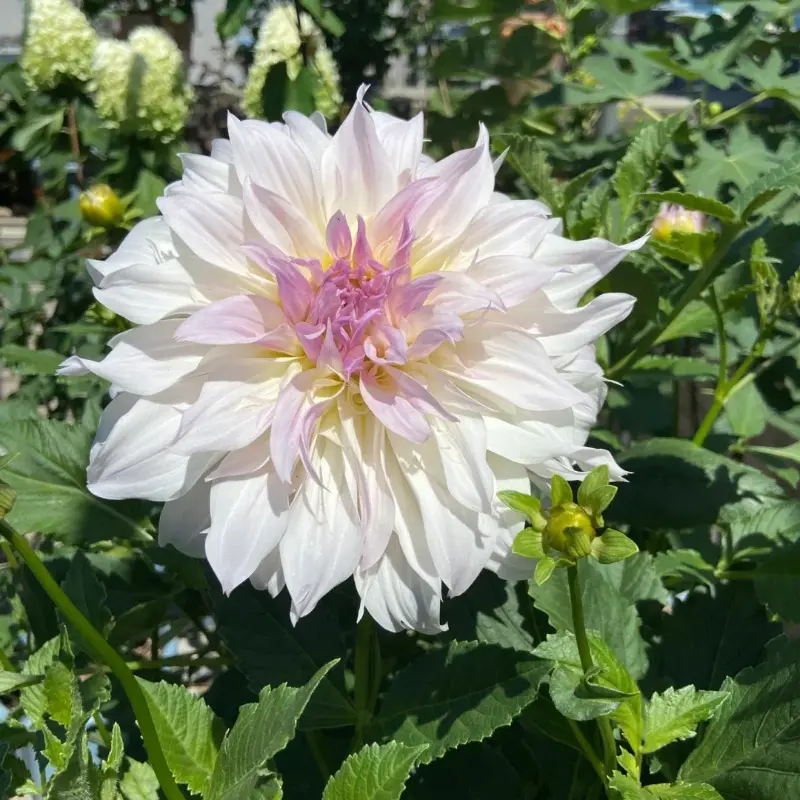 Mixed-Color Double-Petal Large-Flower Dahlia Bulbs for Balcony, Courtyard Potted Planting