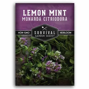Lemon Mint Seeds (Monarda citriodora) – Fragrant Pollinator-Friendly Herb for Tea, Medicinal, and Ornamental Gardens
