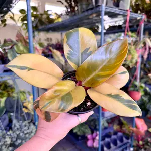 Philodendron black cardinal variegated - 4" pot