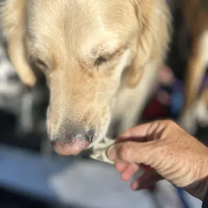 Crunchy Cod Skin Dog Treats By Hubert Pet | All-Natural, Single Ingredient, High Protein Puppy Chews