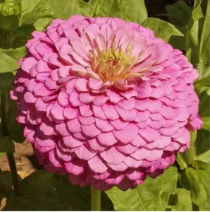 Zinnia ROSE Tall Pink Cut Flowers Butterflies Bees Huge Blooms  100 Seeds