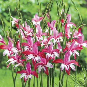 Galaxian® Hardy Gladiolus Bulbs