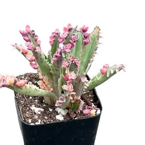 Kalanchoe 'Pink Butterfly' – Mother of Thousands in 2” Pot | Rare Succulent