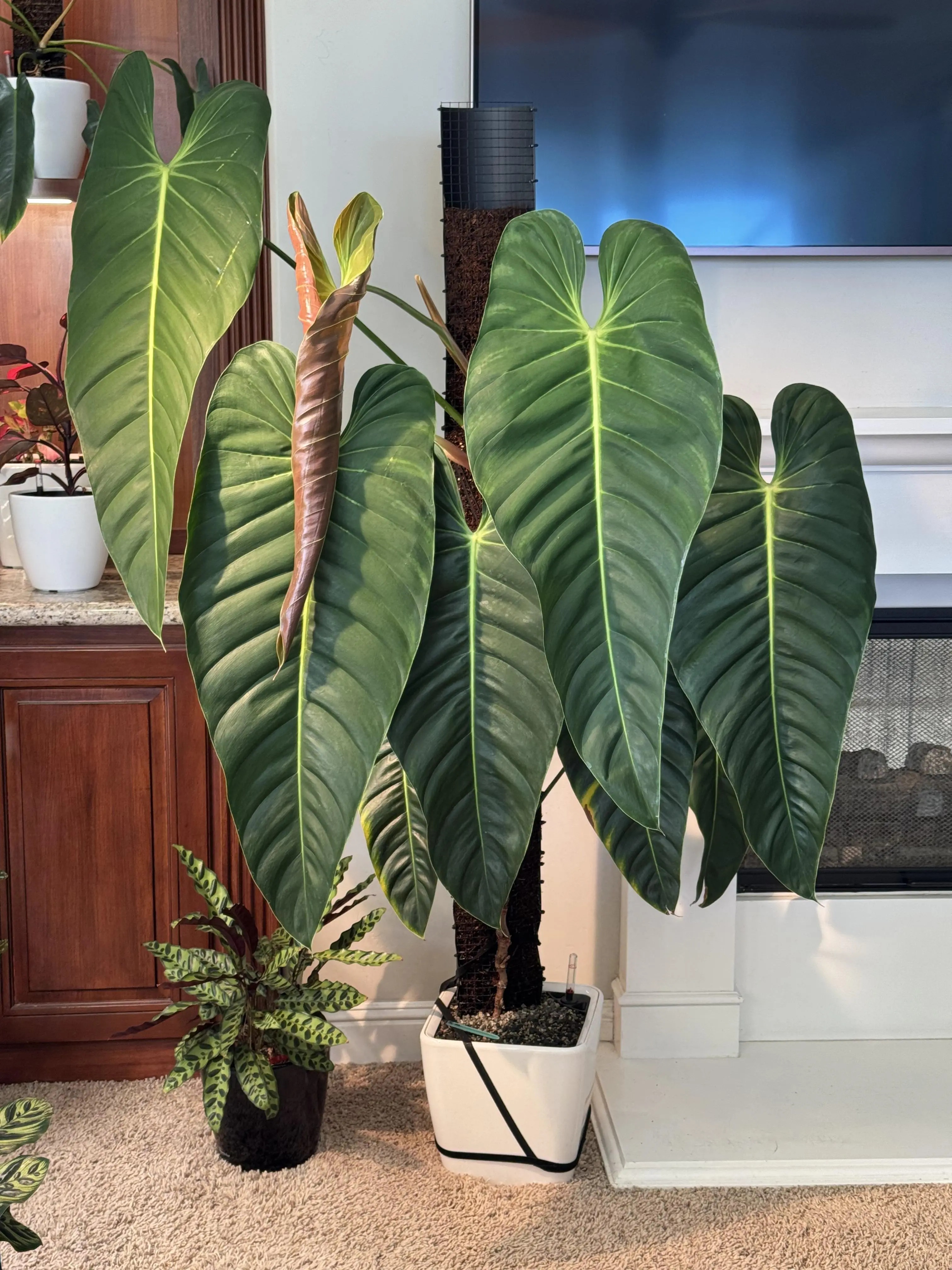 Philodendron Esmeraldense Culture Kit | Includes Self-Watering Dome + Pon |  Lab Grown | Pest Free - TikTok Shop