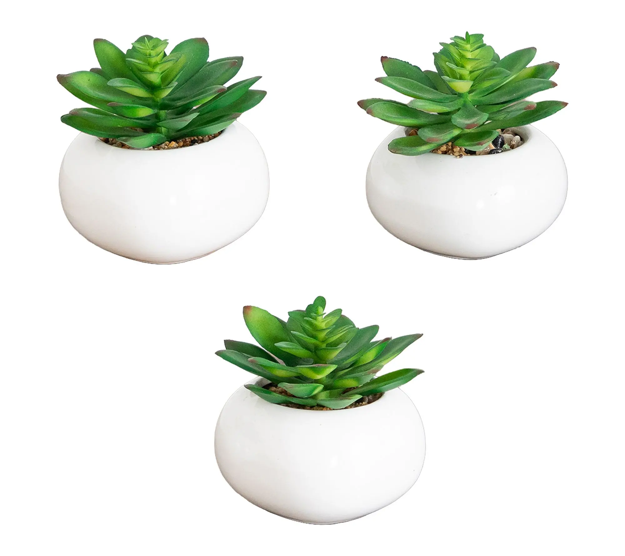 Agave Succulent in Ceramic Vase - Set of 3 by Nearly Natural