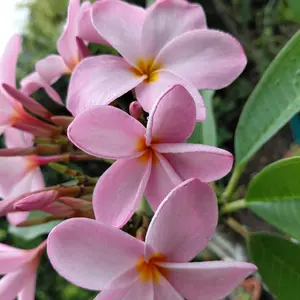 FRANGIPANI Royal Pastel Pink Plumeria 10" Top Cutting - Beautiful Floral Plant for Your Collection.- HIGHLY SCENTED