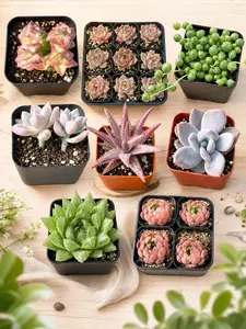 Assorted Live Potted Succulents & Cactus, Fully Rooted Mini Indoor Houseplants, Low Maintenance Home Decor Plant Gift Set