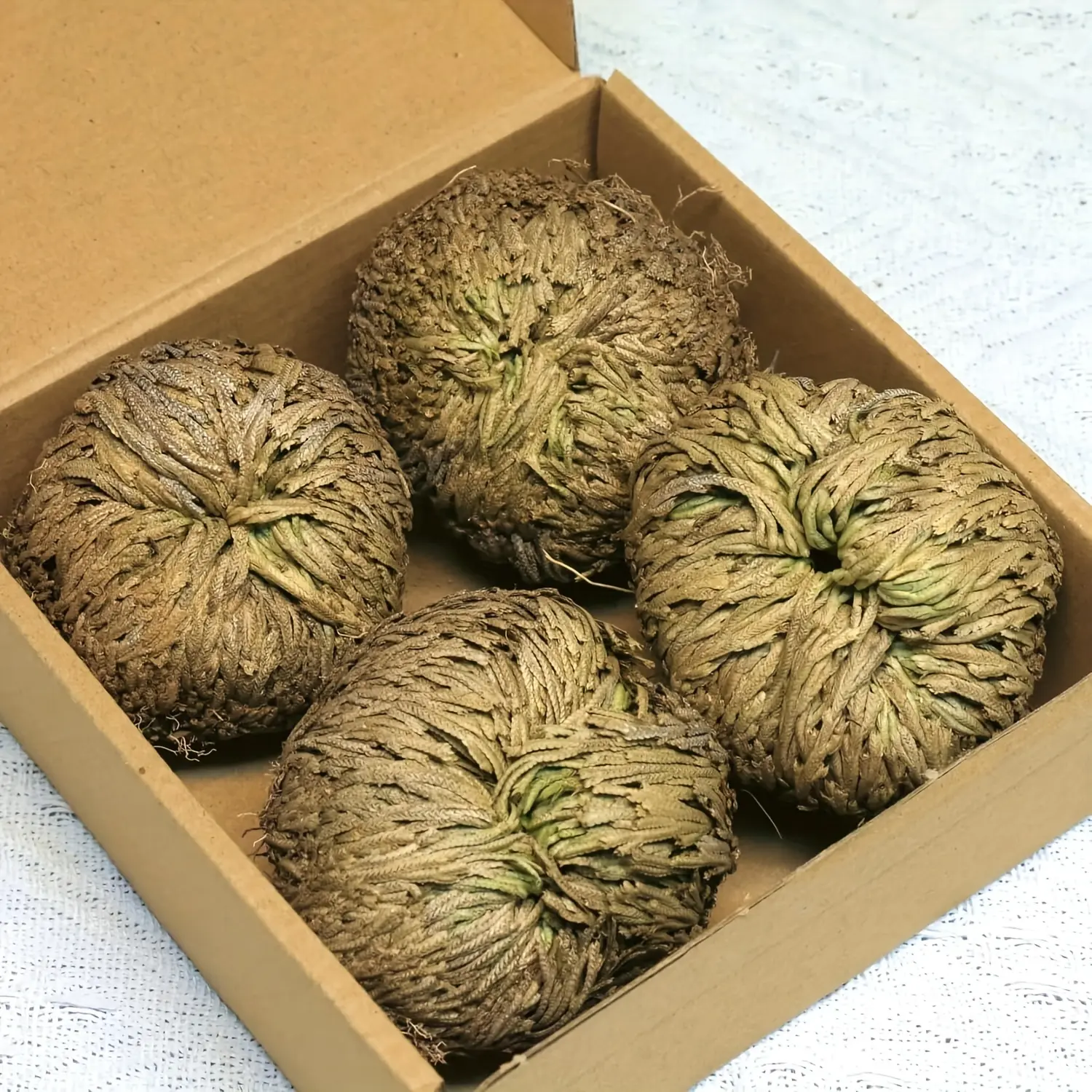 4pcs/box Rose of Jericho large size, Selaginella Lepidophylla, Dried Rose, Sacred Rose I Doradilla Plant, Dried Plants- Dried Fern Like Scale Leaf Prayer Plants for Spiritual Purification, Home Flowers Decor, Spiritual Cleansing, Luck, and Prosperity