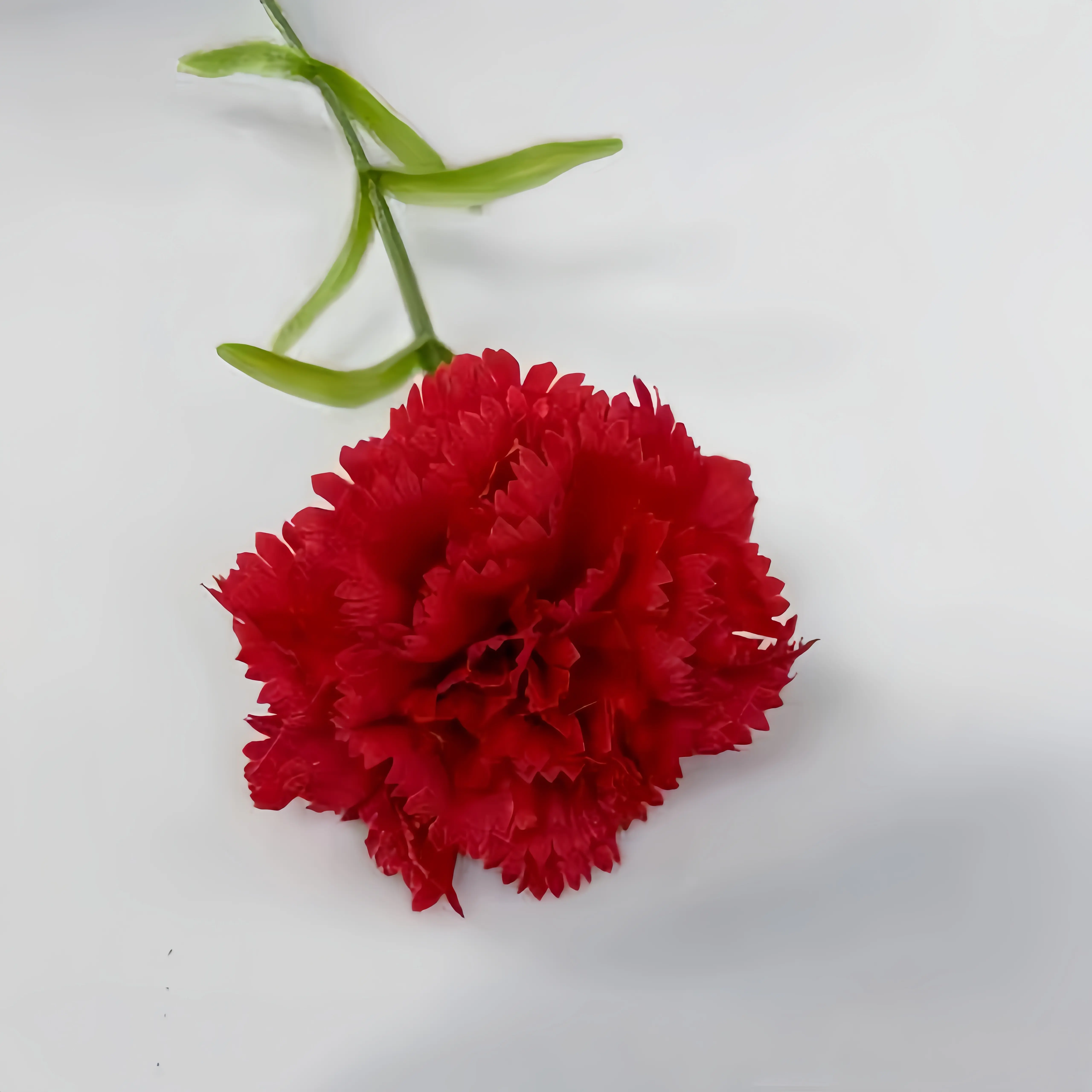 Carnation-Red-3pcs