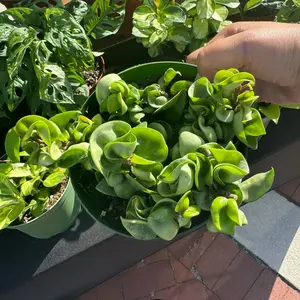 Hoya carnosa compact 6”