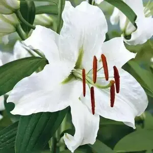 Casa Blanca ORIENTAL LILY ( BULBS) PERENNIAL