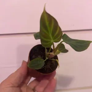 Philodendron verrucosum