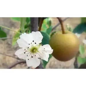 ASIAN PEAR Tree Seeds - Hardy Fruit Tree Seeds, Natural Seeds for Growing Orchids, Ideal for Orchid Care