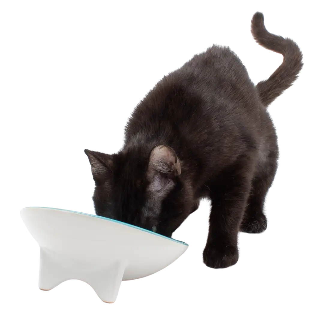 Whiskerware Ceramic Tilted Bowl