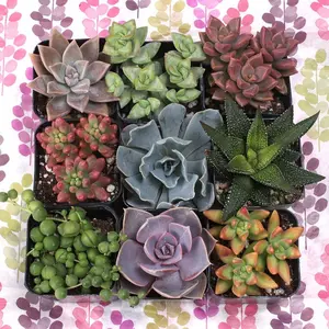 Succulent Gift Box