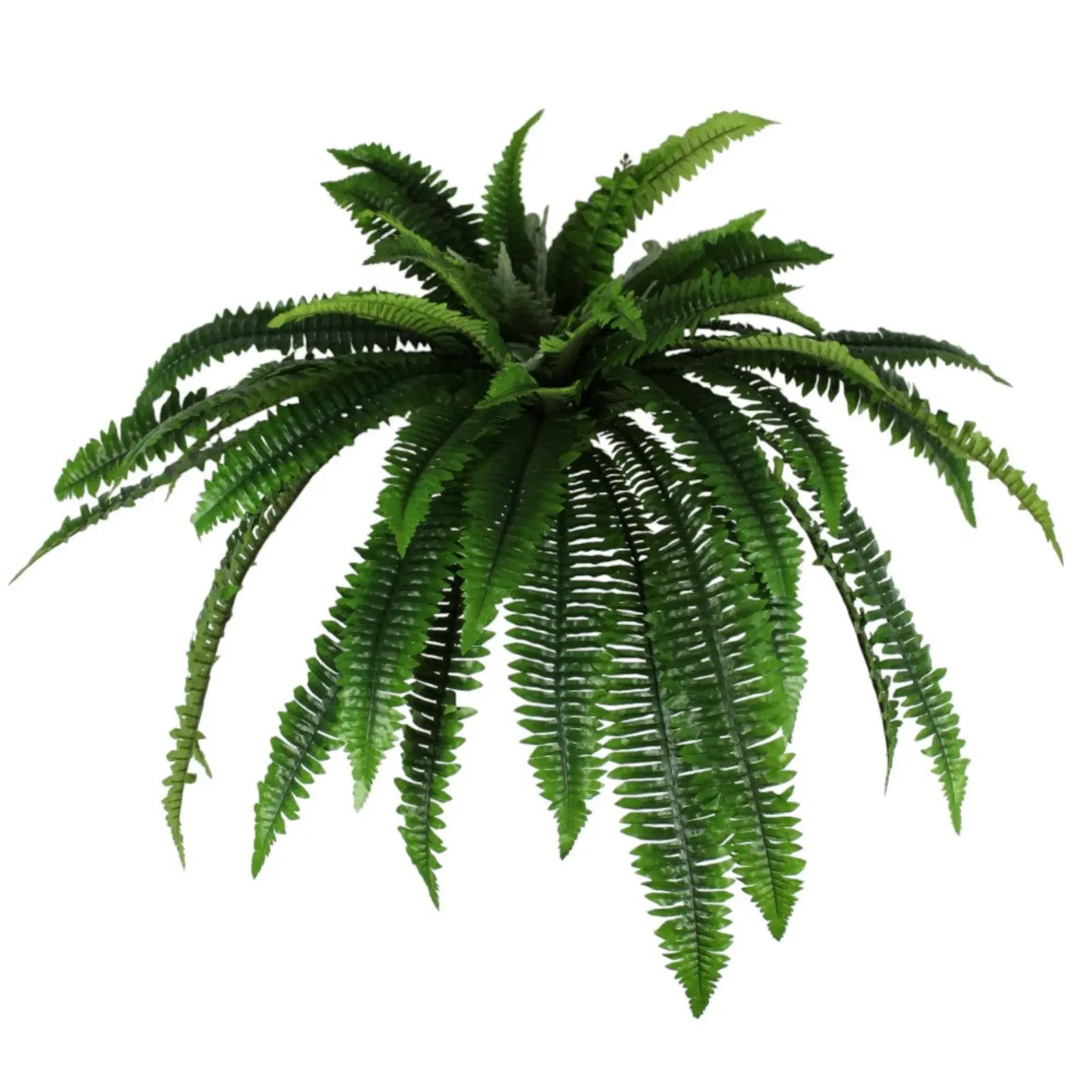 Boston Fern Bush